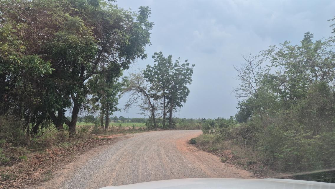 “ขายที่ดิน 38 ไร่ 2งาน 4ตารางวา ไร่ละ150,000 ต.พังเทียม อ.พระทองคำ 2