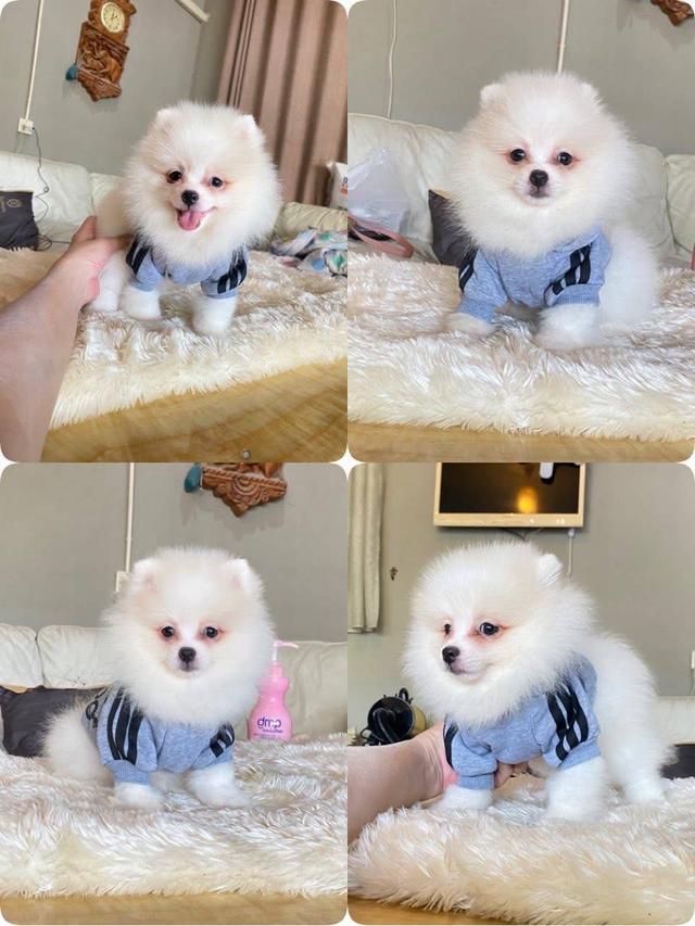 ปอมเมอเรเนียนแท้ พร้อมย้ายบ้าน