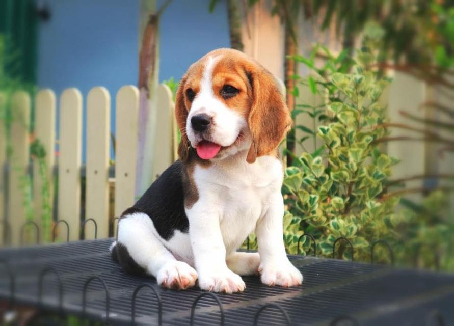 little Beagle puppies are available now รูปที่ 2