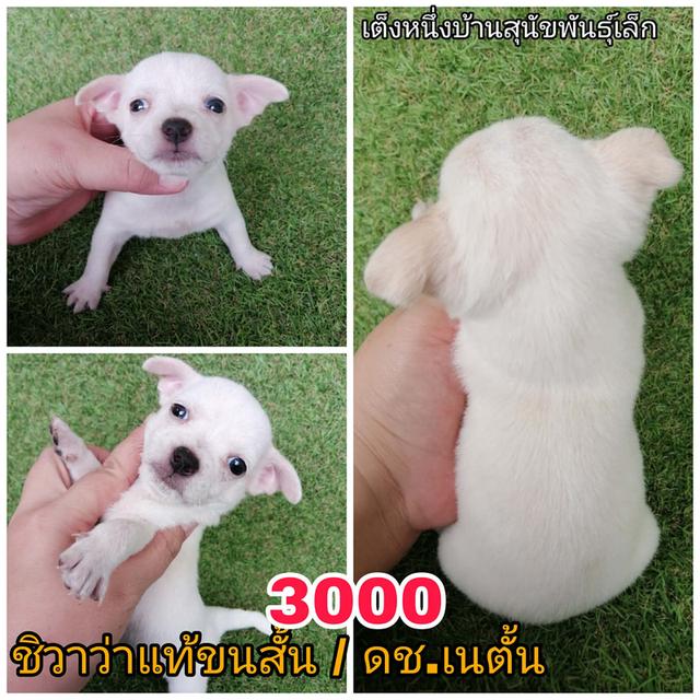 ชิวาว่าเเท้ขนสั้น ขนยาว พร้อมย้าย 9