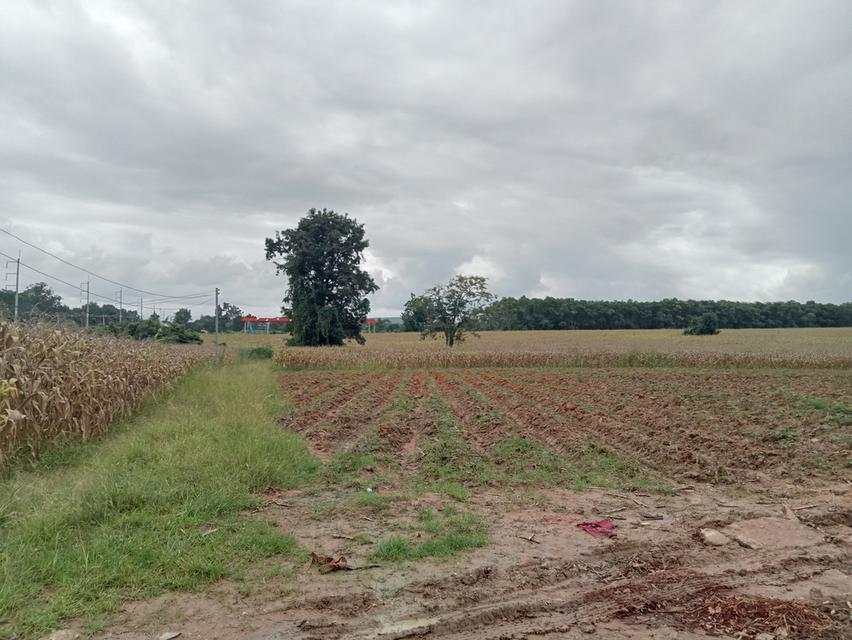 ขายที่ดิน ปักธงชัย ใกล้สหกรณ์ ลาน3 2