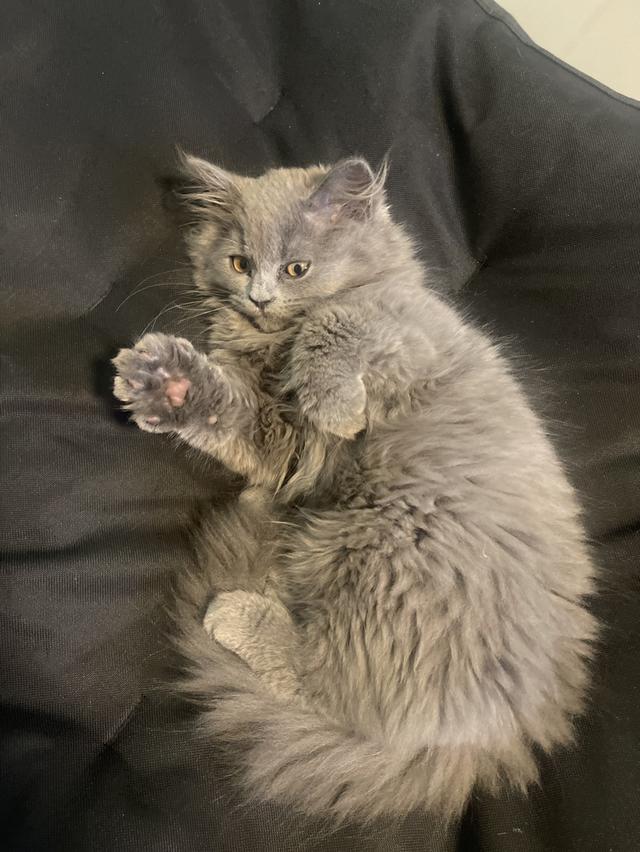 แมวบ้านนี้ขี้อ้อน(เด็กชาย3เดือน) พร้อมย้ายบ้าน รูปที่ 5