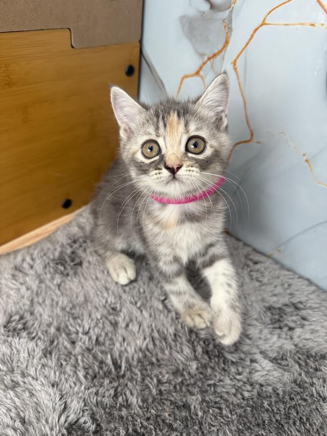 ลูกแมวสายพันธุ์สก๊อตติช