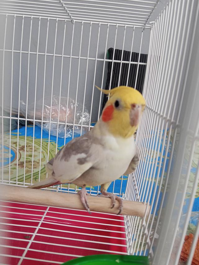 นกแก้วค๊อกคาเทล ตัวผู้