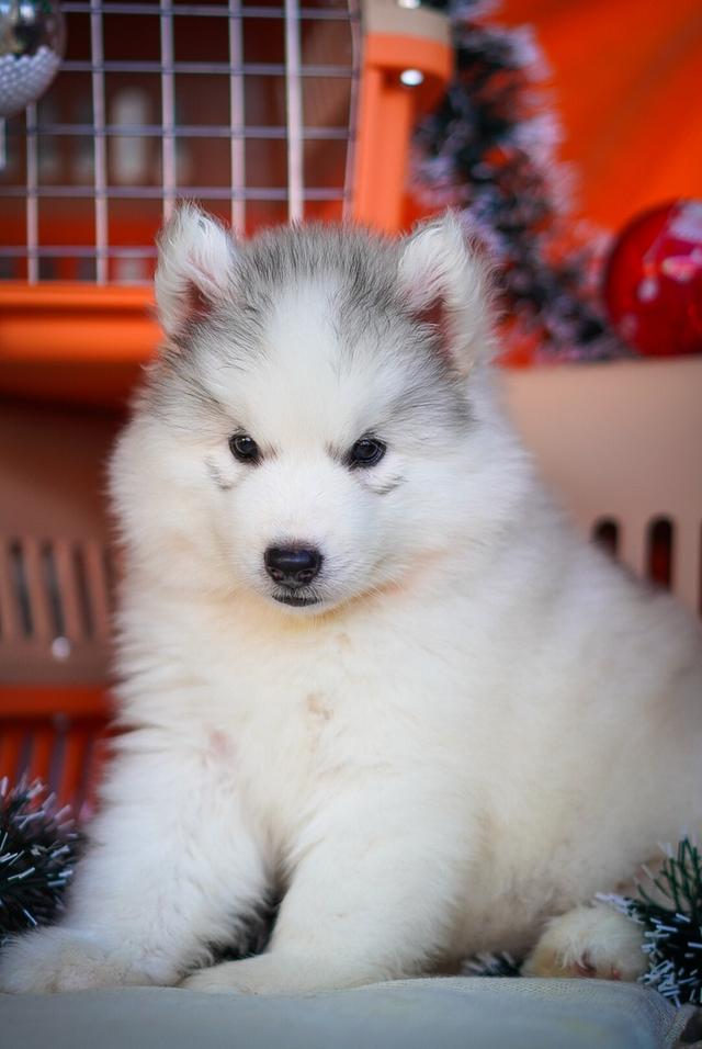 ไซบีเรียนฮัสกี้ Siberian husky ลูกสุนัขไซบีเรียนฮัสกี้ 7