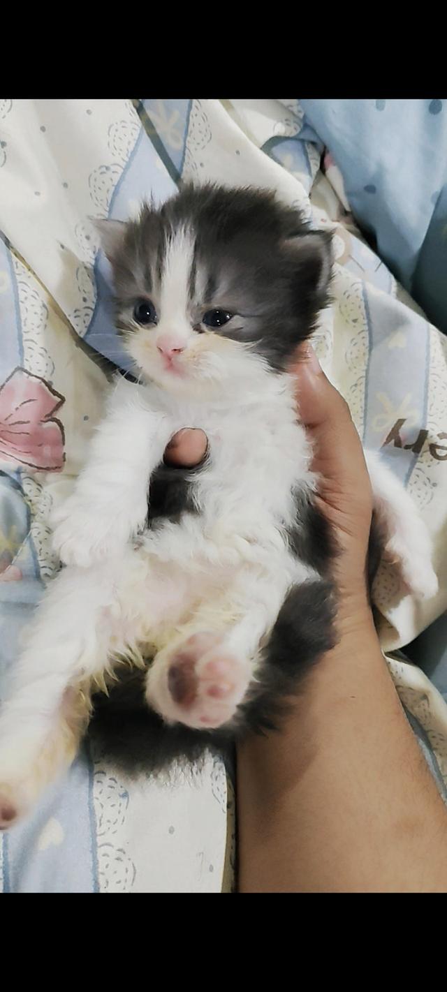 แมวเปอร์เซียแท้เพศชาย  3