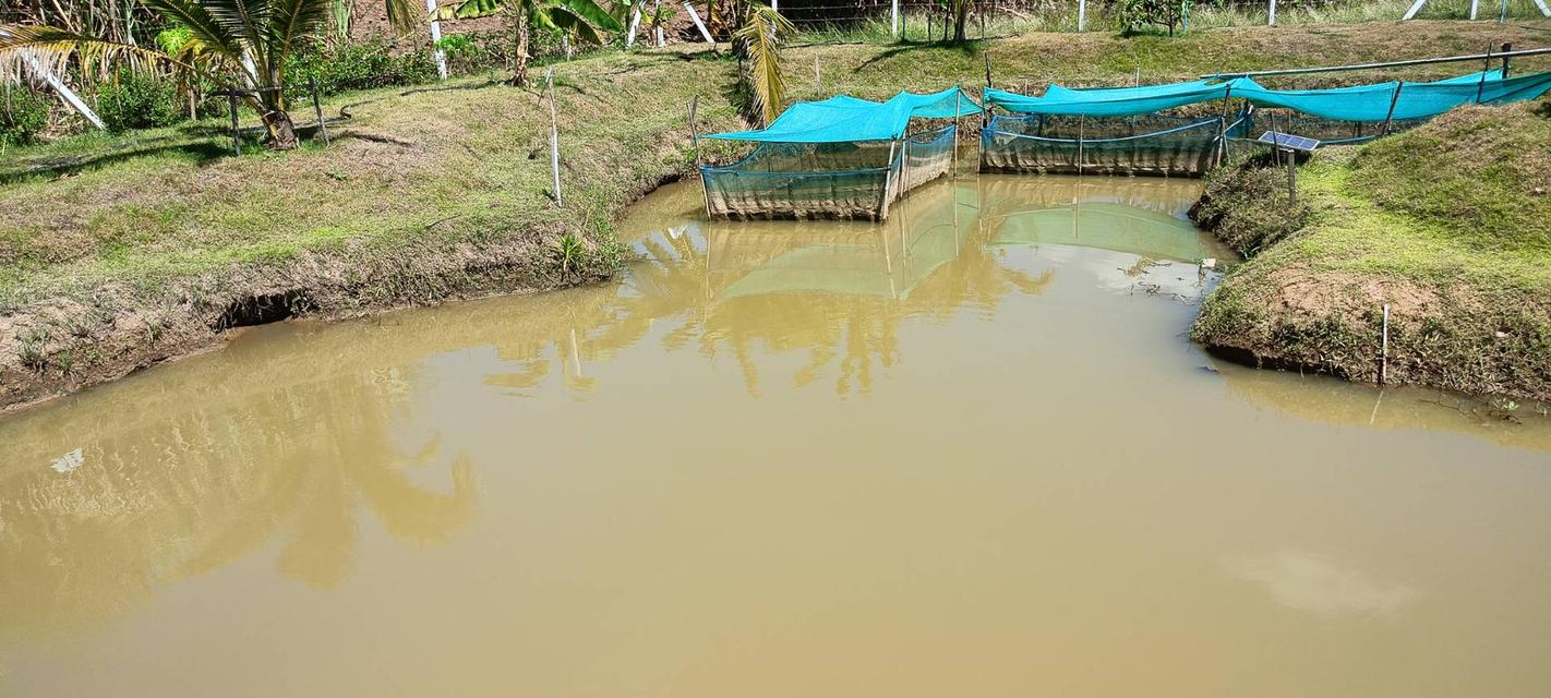 ที่ดินสไตล์ปลูกบ้านสวน รูปที่ 11