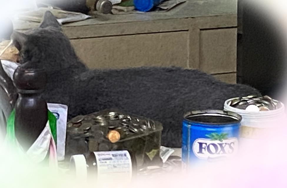 แมวพันธุ์บริติช ช็อตแฮร์