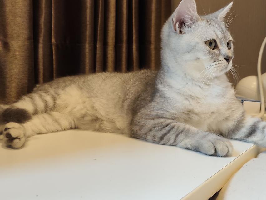 หาบ้าน แมวสก็อตติชโฟล์ด ผญ รูปที่ 10