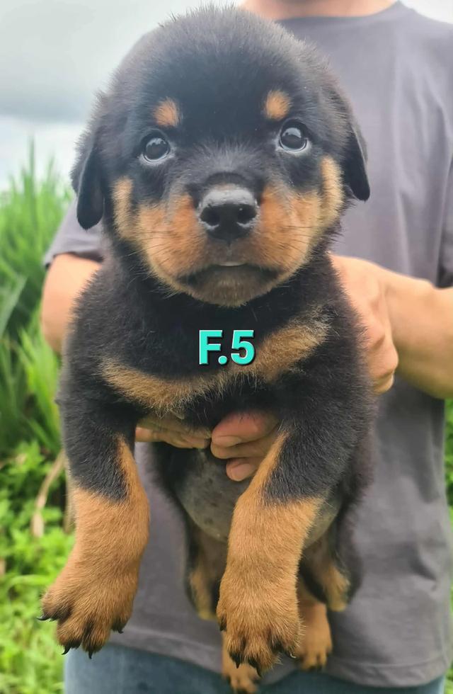 ลูกสุนัข Rottweiler พันธุ์แท้ 9