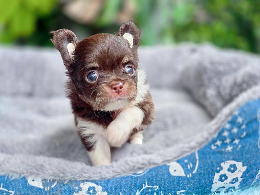 Chihuahua สีช็อคขนยาวเพศเมียพร้อมย้ายบ้านมีบริการส่ง