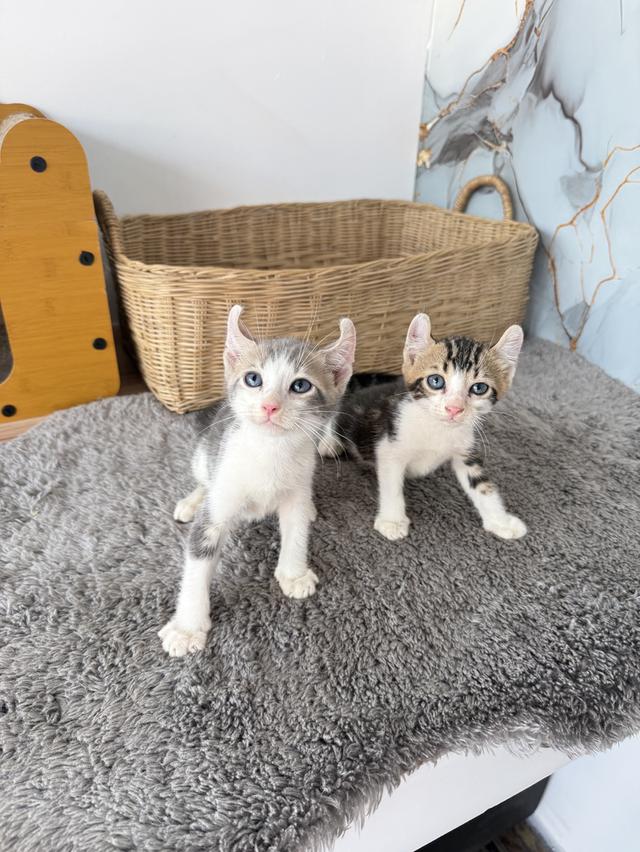 ลูกแมวอเมริกันเคิร์ล