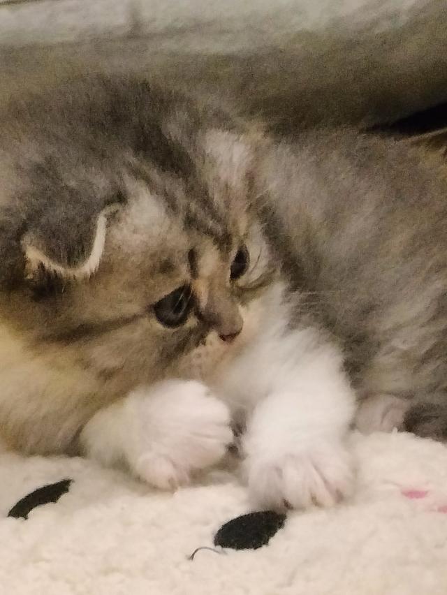 หาบ้านให้น้อง สก็อตติชโฟลด์ รูปที่ 2