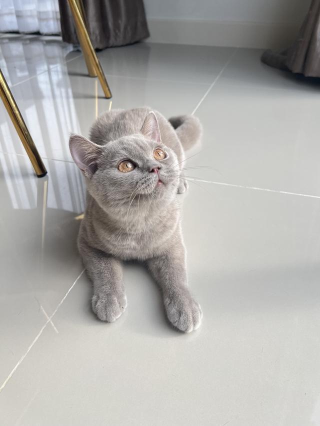 แมว บริติช เพศเมีย 2
