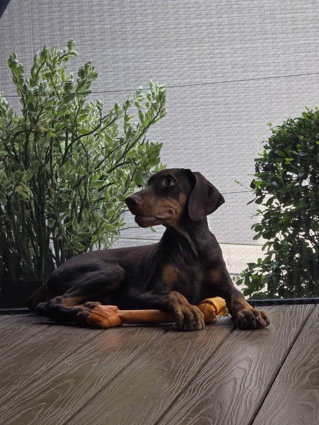 ลูกหมา Doberman Pure Bred Champion Line เพศเมีย สีแดง มี 3 ตัว มี Pedigree/Certificate ตัดหางแล้ว รูปที่ 6