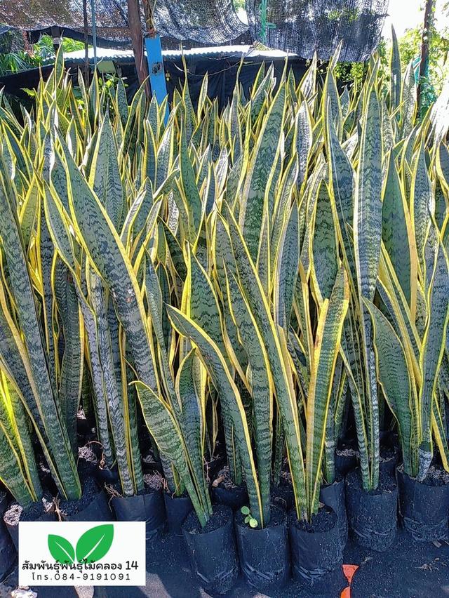 ลิ้นมังกร ลิ้นมังกรขอบทอง