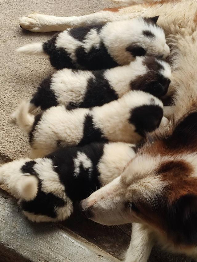 น้องหมาบางแก้ว แท้ ถูก มีใบpetพ่อแม่