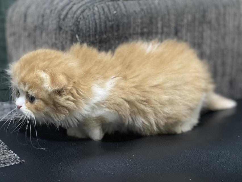 น้องส้มมงคล-เพศผู้(เกิด19/9/68) 11