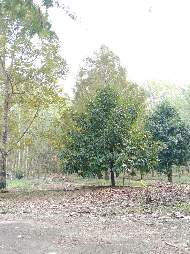 ขายที่ดินสวนผลไม้-บ้านเรือนไทย 1 หลัง 8