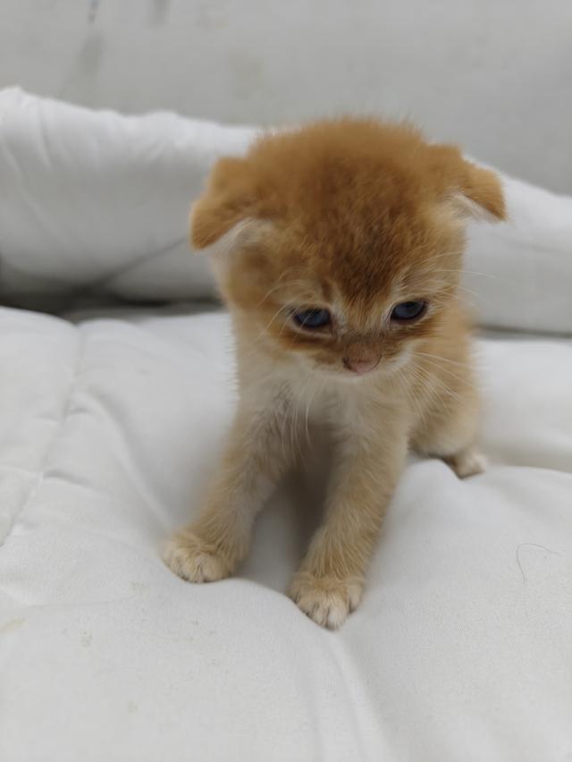ลูกแมว สีส้มสี🍊น้ำตาล🐻หูพับและไม่พับ มันกินช์ขาปกติ รูปที่ 6
