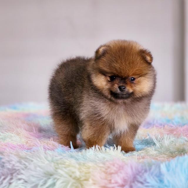 ปอมแท้ฟอร์มหมีไซส์เล็กสีส้มเพศเมียพร้อมย้ายบ้าน