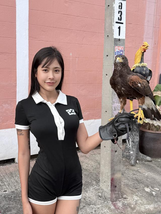 เหยี่ยวแฮริส Harrishawk รูปที่ 5