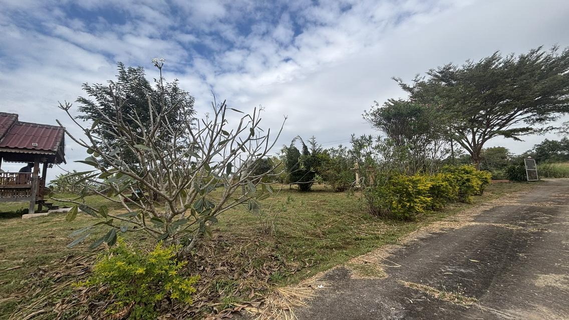 ทอไหม ไอหมอก รีสอร์ท 8 ไร่ 9.5 ล้าน บ.ไทรทอง อ.วังน้ำเขียว 5