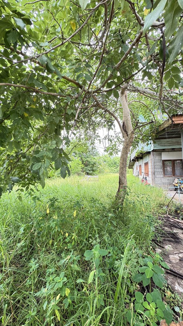 ที่ดินพร้อมสิ่งปลุกสร้างจำนวน 1 หลัง 2
