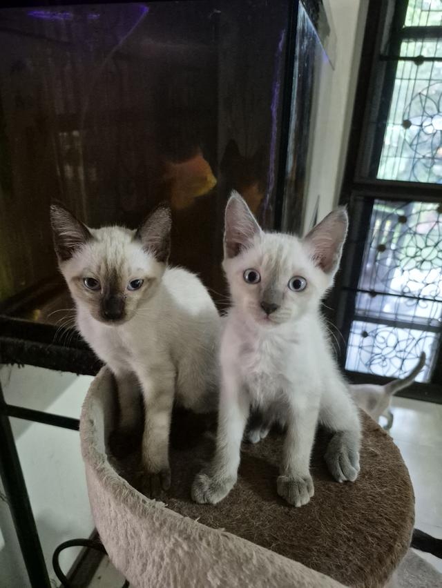 ลูกแมววิเชียรมาศ อายุ 1 เดือนครึ่ง สามารถกินอาหารเม็ดได้แล้ว