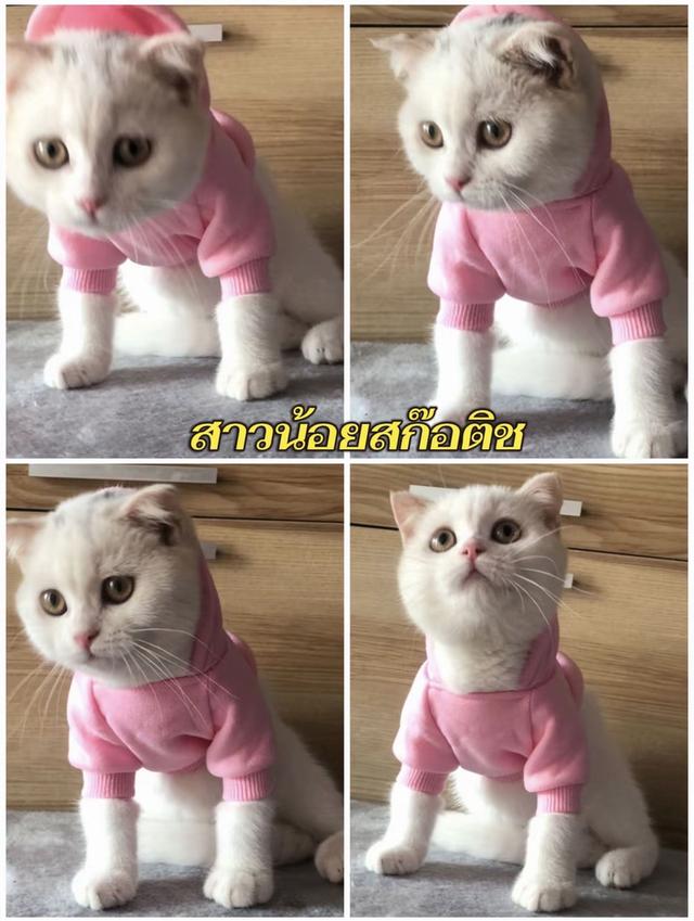 แมวสก๊อติช สาวน้อยน่ารักขี้อ้อน