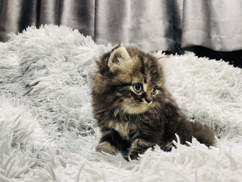 น้องแมวเปอร์เซีย