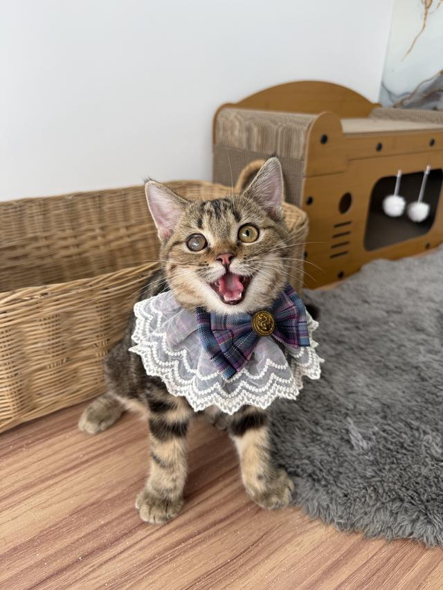 ลูกแมวพันธุ์สก๊อตติช 4