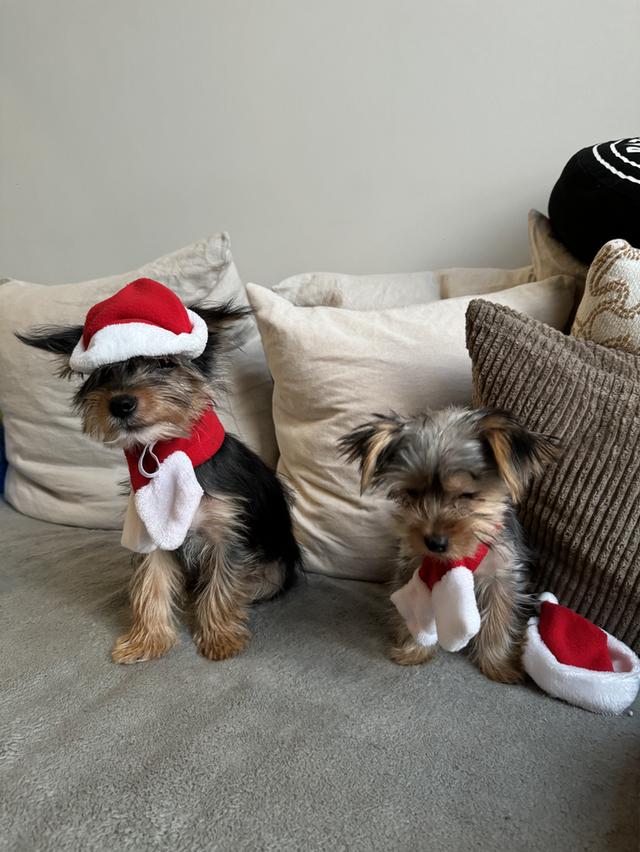 ขายลูกหมายอร์คเชียร์ 6 ตัว