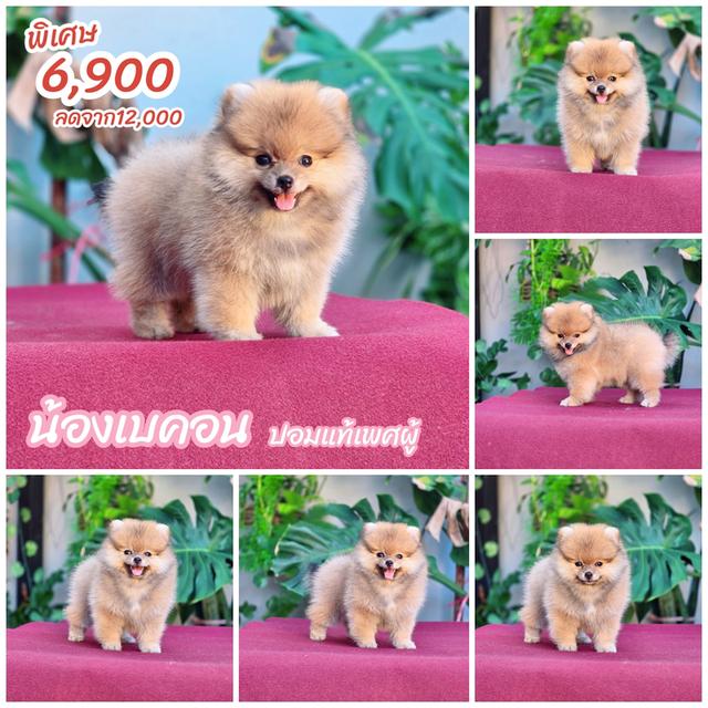 ปอมหน้าหมี 8
