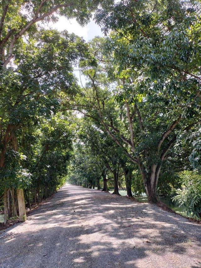 ขายที่ดินติดถนนลำลูกกา คลอง13 7