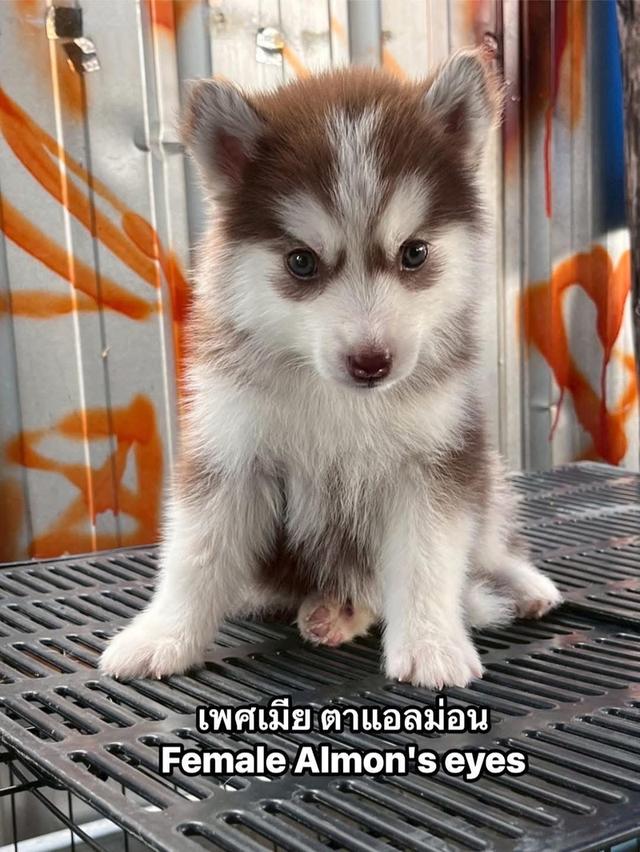 ❌ได้บ้านแล้ว❌ไซบีเรียน สแตนดาร์ด+ขนยาว