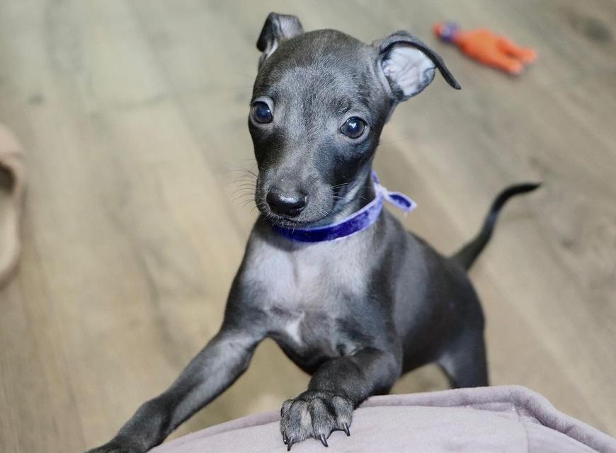 Italian Greyhound puppies  WhatsApp me : +66 63 826 3042 รูปที่ 2