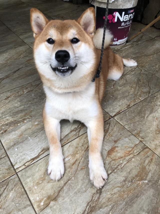 ขายชิบะแท้สีน้ำตาลแดง 4