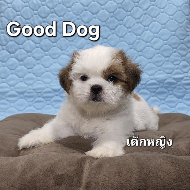ลูกสุนัขชิสุแท้ (Good Dog)