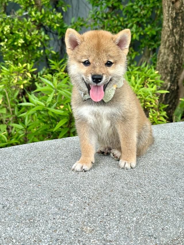 ชิบะอินุ Shiba