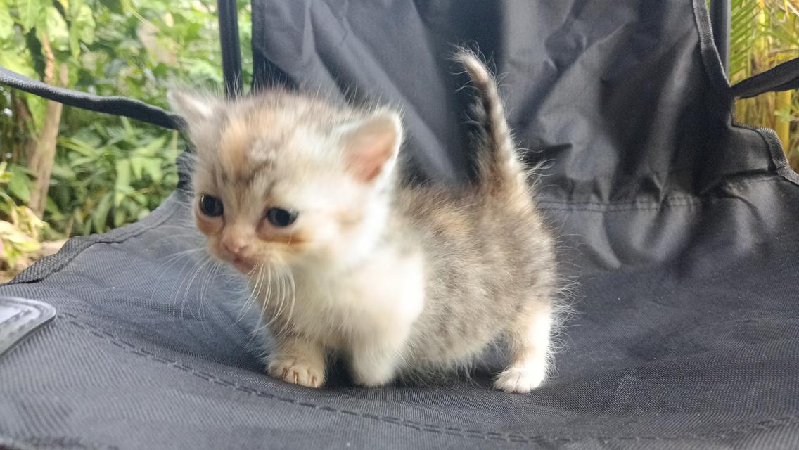 น้องแมวมัชกิ้นเพศเมีย 3