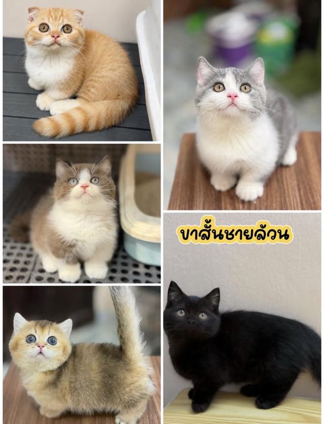 แมวขาสั้น มันช์กิ้นขาสั้น 2เดือนกว่าทุกคน ผ่อนได้ไม่ต้องใช้บัตรเครดิตสนใจทักได้เลย รูปที่ 2
