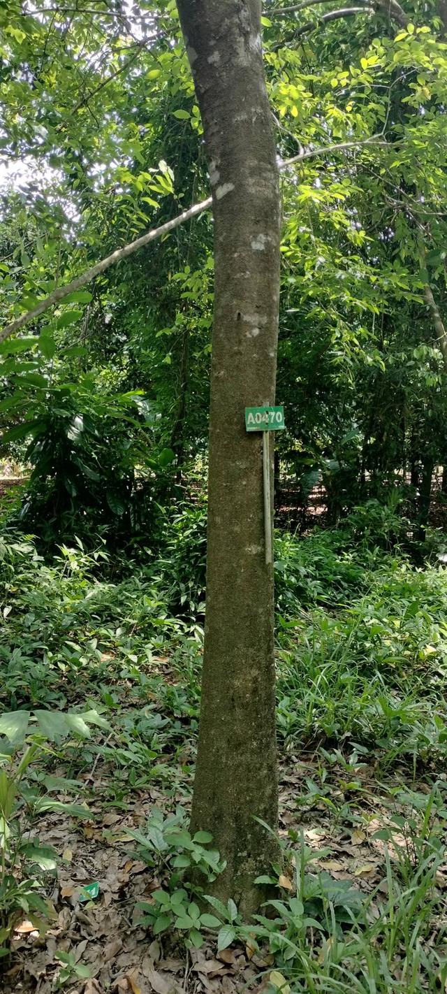  ขายที่ดินแปลงใหญ่ ราคาถูกสุดในย่านนี้!  4
