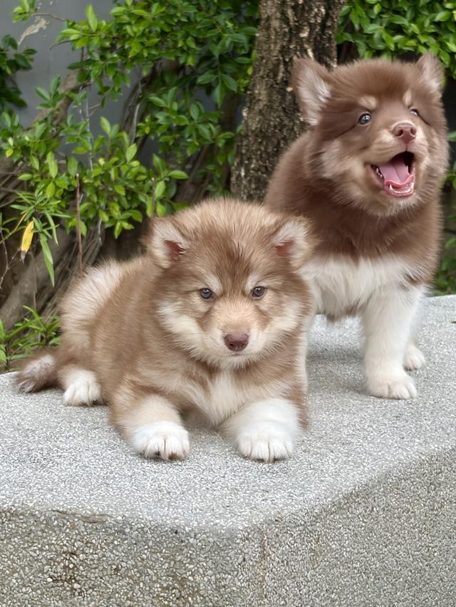 ลูกสุนัขไซบีเรียนฮัสกี้แท้ เพศเมีย รูปที่ 8