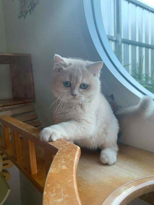 แมว บริติชช็อคแฮร์เด็กผู้ชาย 5เดือน 7