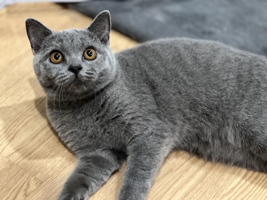 สาวน้อยบริติชสีบลูแท้ 100% รูปที่ 6