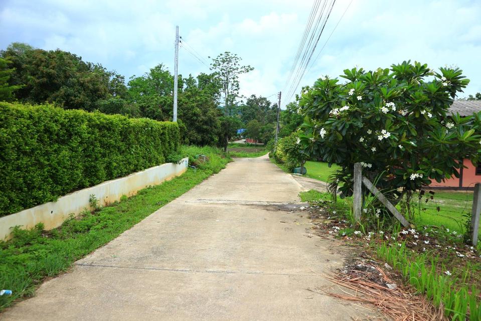 ขายที่ดินด่วน200ตรว. 3