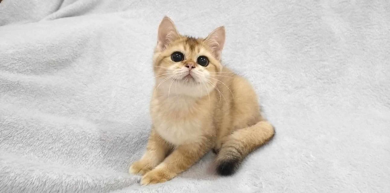 British Shorthair 9