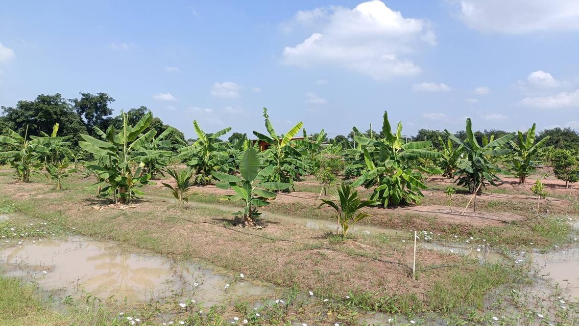 ที่ดิน ใกล้วัดพุทธแสงธรรม จ.สระบุรี 5