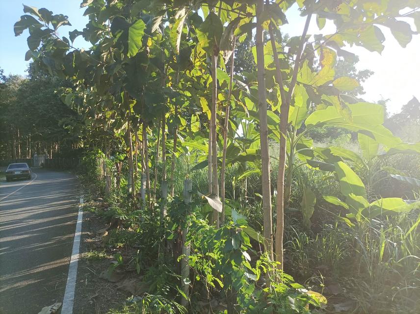 ขายที่ดิน 3ไร่3งาน ต.เชิงดอย อ.ดอยสะเก็ด เชียงใหม่ 7